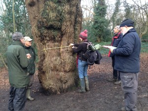 Measuring the girth and recording an ancient English Oak
